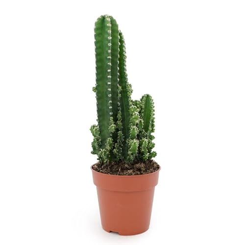 DECOALIVE Cactus del Ordenador ⌀10cm Planta para Exterior e Interior